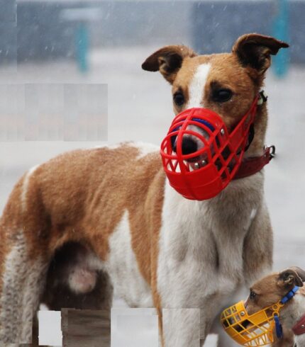 Pet-Dog-Muzzle-Breathable-Basket-Muzzles-Large-Dogs-Stop-Biting-Barking-Chewing-For-Greyhound-Gree-Whippet.jpg
